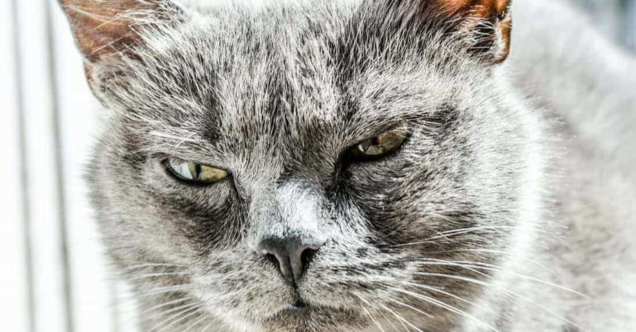 6 Wege Ihre Kunden mit „intelligenten“ Systemen zur Anrufvermittlung in den Wahnsinn zu treiben