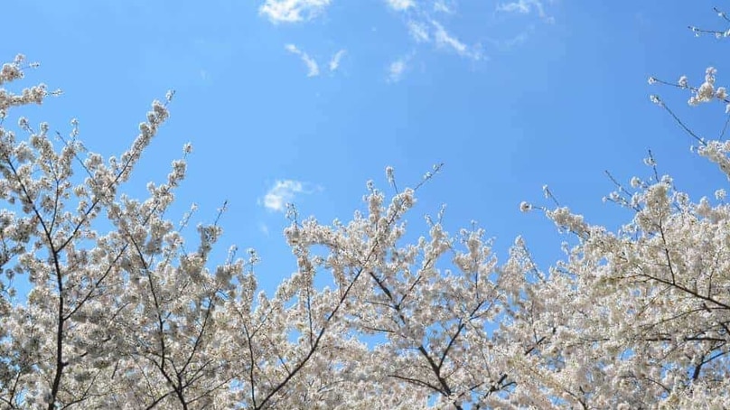 Ikigai: Das japanische Geheimnis für ein langes und erfülltes Leben Ikigai: Das japanische Geheimnis für ein langes und erfülltes Leben